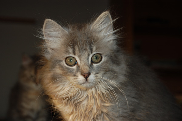 Oktavi-11 Wochen.jpg